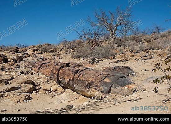 Petrified tree trunk, Petrified Forest National Monument, Kunene Region, Namibia, Africa.