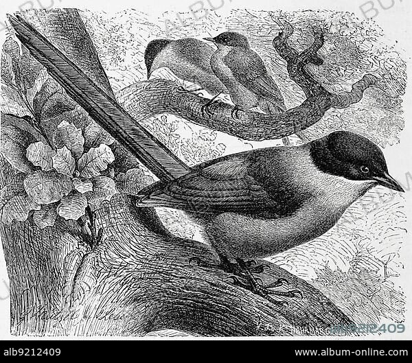 Bird, azure-winged magpie (Cyanopica cyana) is a species of bird native to the Iberian Peninsula and East Asia, Historic, digitally restored reproduction from a 19th century original.