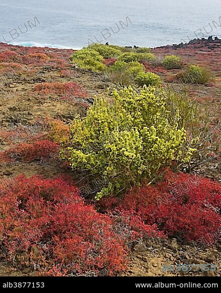 Endemic plants, Galapagos Carpetweed (Sesuvium edmonstonei), at Punta Pitt, Isla de San Cristobal, Galapagos Islands, Ecuador, South America.