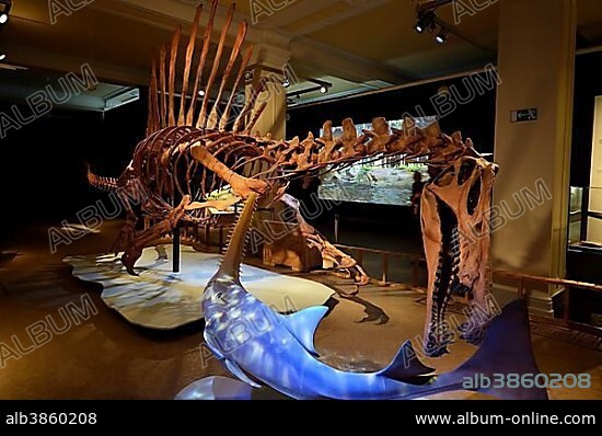 Worldwide unique skeleton replica of the biggest carnivorous dinosaur (Spinosaurus aegyptiacus), Naturkundemuseum, Natural history museum, Berlin, Germany, Europe.