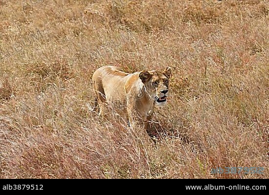Pregnant lioness wandering in savannah, African lion (Panthera leo), female, Serengeti National Park, UNESCO World Heritage, Tanzania, Africa.