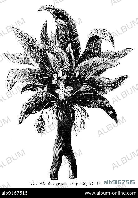 Mandragora, mandrake, plant, flower, root, leaves, Bible, Old Testament, Genesis, Chapter 30, Verse 11, historical illustration 1850.