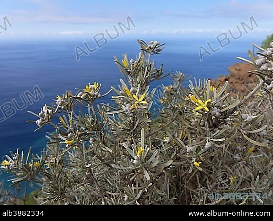 Dusty Zeiland (Neochamaelea pulverulenta), Valle Gran Rey, La Gomera, Canary Islands, Spain, Europe.