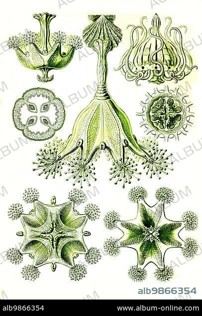 Stipe jellyfish or stalked jellyfishes (Stauromedusae) are sessile or semi-sessile, rarely free-living, solitary, mostly small cnidarians with a four-rayed body structure without a skeleton, Art Forms of Nature, Historical, c. 1840, digitally restored reproduction of a 19th century original.