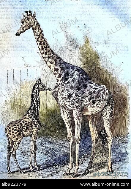 Kordofan Giraffe (Giraffa camelopardalis antiquorum), Historic, digitally restored reproduction of an original from the 19th century.
