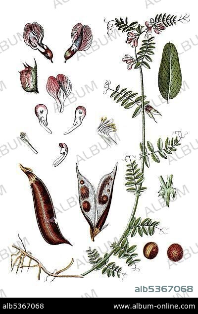 Bush vetch (Vicia sepium), medicinal plant, historical chromolithography, ca. 1796.