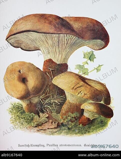 Mushroom, Samtfuß-Holzkrempling (Tapinella atrotomentosa) or short Samtfußkrempling, Samtfuß-Krempling or Paxillus atrotomentosus, Historic, digitally restored reproduction of an illustration by Emil Doerstling (1859-1940).