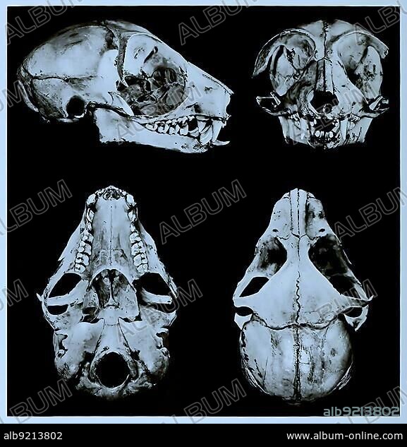 Skull bone, Research, Evolution, Research piece, Galago, Galago elegantulus, Primate family from the group of wet-nosed monkeys, Historical, Digitally restored reproduction of a 19th century original, exact original date not known.
