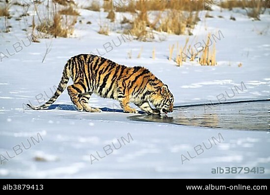 Siberian Tiger (Panthera tigris altaica), in the snow, drinking water, Gamefarm, Rocky Mountains, Colorado, USA, North America.