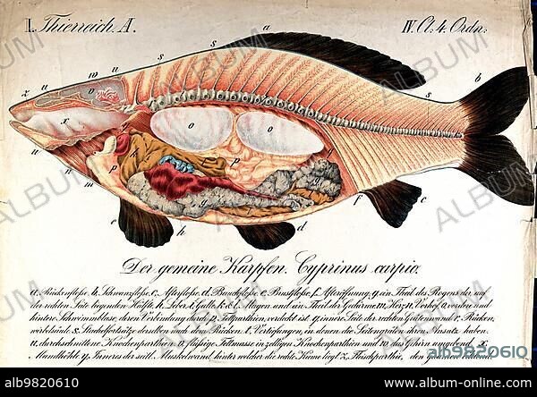 Anatomy of the fish; a carp; cross-section through the body of the
