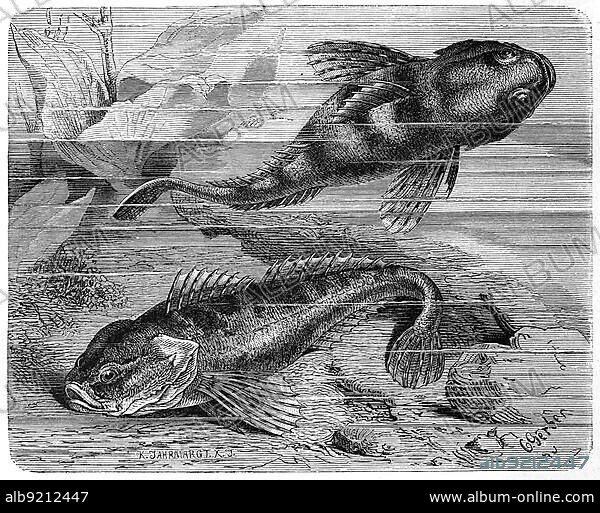 Fish, Groppe, also called Kaulkopf, Rotzkopf, Westgroppe, Koppe, Mühlkoppe, Dickkopf or Dolm, is a small freshwater fish (Cottus gobio) also found in Germany, Historic, digitally restored reproduction from a 19th century original.