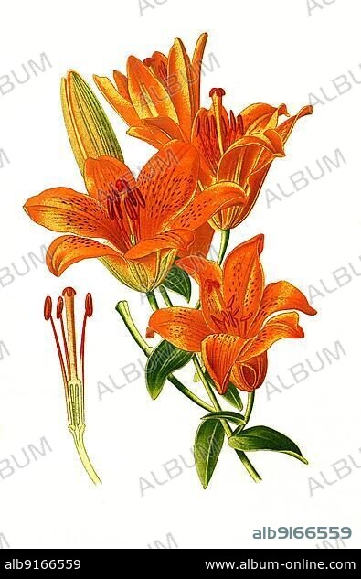 Croceum, Saffron Lily. (Lilium) Fire Lily (bulbiferum), Flower, Plant, Historic, digitally restored reproduction of a 19th century original.