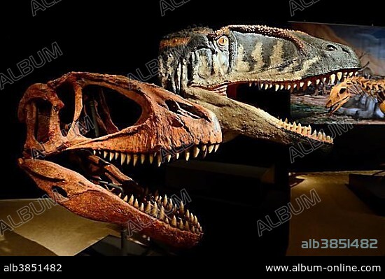 Skull and reconstruction of a carnivorous carcharodontosaurid dinosaur (Carcharodontosaurus saharicus), Naturkundemuseum, Natural history museum, Berlin, Germany, Europe.