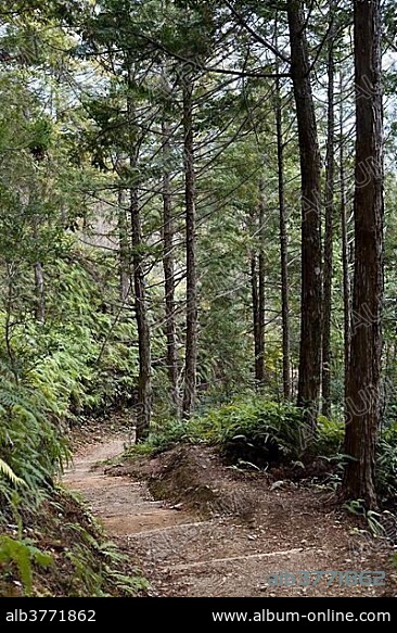 Kumano Kodo pilgrimage road, Unesco World Heritage Site, Kii Mountains, Kii Peninsula, Japan, Asia.
