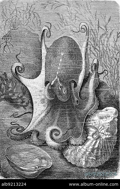 Musk octopus, Eledone moschata is a small cephalopod from the genus Eledone, Historic, digitally restored reproduction from a 19th century original.