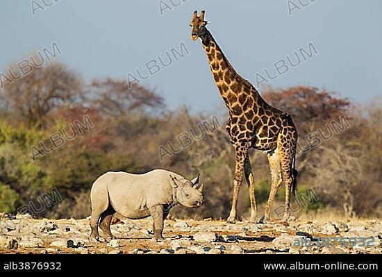 Black rhinoceros or hook-lipped rhinoceros (Diceros bicornis) male near waterhole, attentively observed by male South African Giraffe (Giraffa camelopardalis giraffa), Etosha National Park, Namibia, Africa.