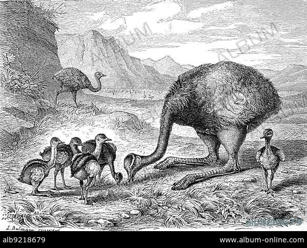 Bird, Nandu, greater rhea (Rhea americana), flightless bird of the genus Nandus, Rhea, with chicks, Historic, digitally restored reproduction from a 19th century original.