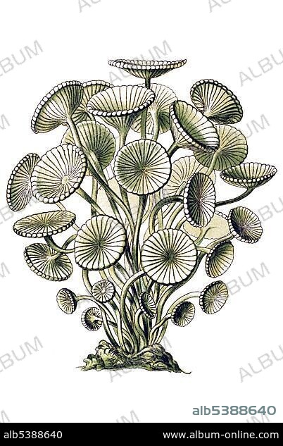 Historical illustration, Siphoneae, Giant Marine Algae, Acetabularia mediterranea, mushroom-shaped Dasnkladee, Plate 64 from Ernst Haeckel's Kunstformen der Natur, Art Forms of Nature.