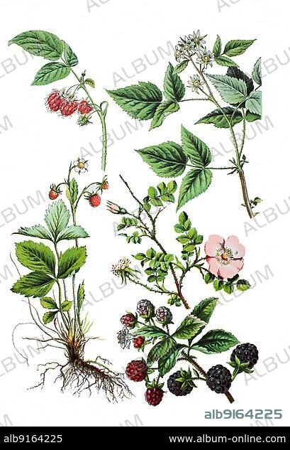Raspberry, Rubus idaeus (top left and right), Forest strawberry also monthly strawberry, Fragaria vesca (bottom left), Blackberries, Rubus sectio Rubus (bottom right), Vine rose, Fence rose, Apple rose or Sweet Briar, Rosa rubiginosa (centre right), Historic, digitally restored reproduction of a 19th century original.