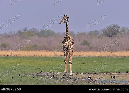 Rhodesian giraffe (Giraffa camelopardalis thornicrofti), South Luangwa National Park, Zambia, Africa.