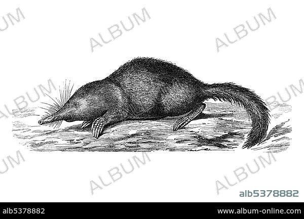 Woodcut, Japanese Shrew Mole (Urotrichus talpoides).