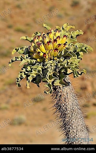 Halfmens succulent (Pachypodium namaquanum), inflorescence in habitat, Richtersveld Transfrontier National Park, South Africa, Africa.