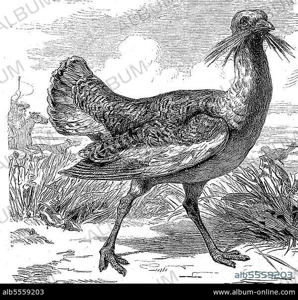 Großtrappe (Otis tarda), ist ein Vogel aus der Familie der Trappen, digital restaurierte Reproduktion einer Originalvorlage aus dem 19. Jahrhundert, genaues Originaldatum nicht bekannt.