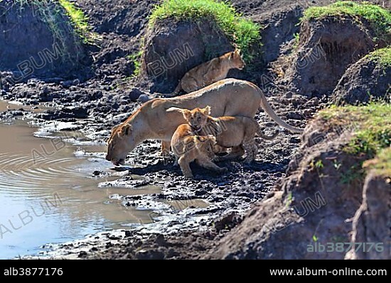 Lioness (Panthera leo) with cubs at a waterhole, Masai Mara National Reserve, Kenya, East Africa, Africa, PublicGround, Africa.