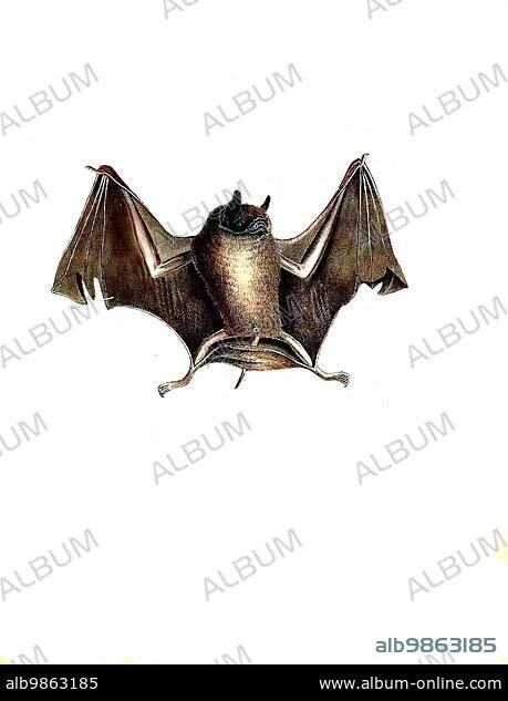 Mammals, Big-naped bat, Pteronotus gymnonotus, Chilonycteris gymnonotus, Historic, digitally restored reproduction of an original from 1860.