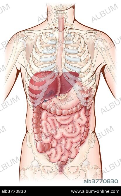 洋書 The Gastrointestinal System 11.2 Review of Anatomy & Physiology of the Gastrointestinal