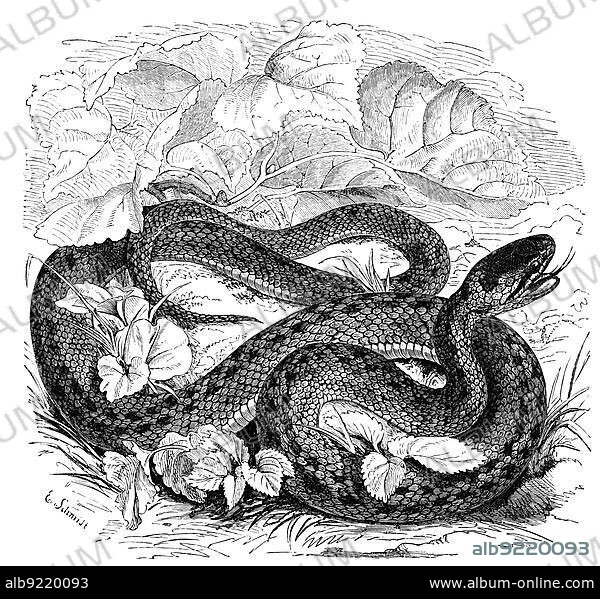 Reptiles, Smooth snake (Coronella austriaca), also called Smooth snake, is a member of the family of vipers, Historic, digitally restored reproduction from a 19th century original.
