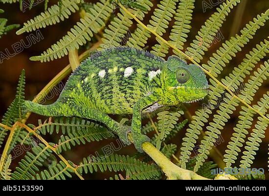 Malagasy giant chameleon (Furcifer oustaleti), male, subadult, Ivato, Antananarivo, central highlands, Madagascar, Africa.