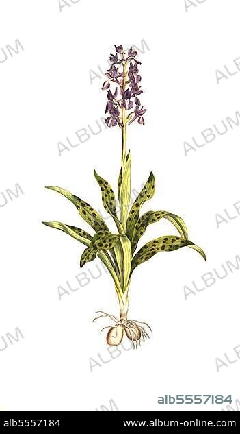 Männliches Knabenkraut (Orchis mascula), auch Stattliches Knabenkraut, Manns-Knabenkraut und Kuckucks-Knabenkraut, digital restaurierte Reproduktion einer Originalvorlage aus dem 19. Jahrhundert, genaues Originaldatum nicht bekannt.