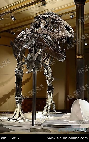 The far best preserved skeleton of Tyrannosaurus rex or T. rex, Tristan Otto, Naturkundemuseum, Natural history museum, Berlin, Germany, Europe.