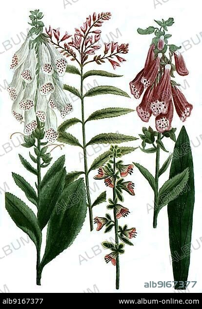 Rubra floribus, red foxglove (Digitalis), and variants angustifolia, alba, virginiana angustivolia, red foxglove, digitally retouched illustration from Phytanthoza iconographica by Johann Wilhelm Weinmann, painter Bartholomäus Seutter and engravers Johann Jakob Haid and Johann Elias Ridinger, 1740.