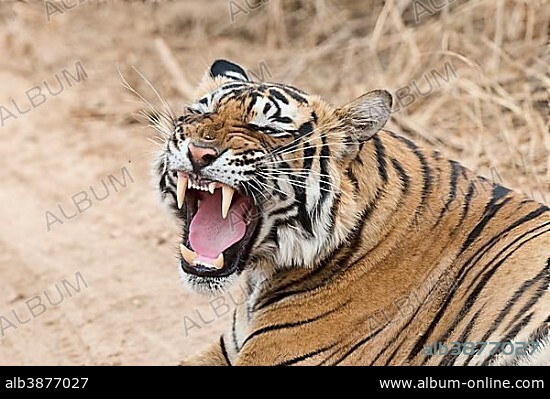 Royal Bengal tiger (Panthera tigris tigris) yawning, Ranthambore National Park, Rajasthan, India, Asia.