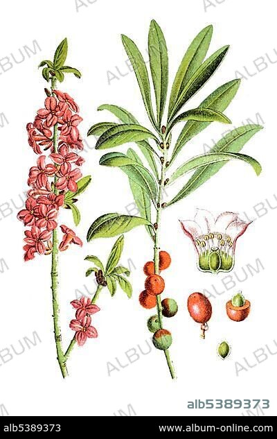 Mezereon (Daphne mezereum), medicinal plant, historical chromolithography, around 1796.