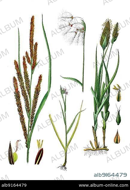 Ornamental sedge (Carex), slender sedge also pointed sedge acuta, syn. Carex gracilis (left), sand sedge, Carex arenaria (right), broad-leaved cottongrass, Eriophorum latifolium (centre), digitally restored reproduction of a 19th century original, exact original date not known.