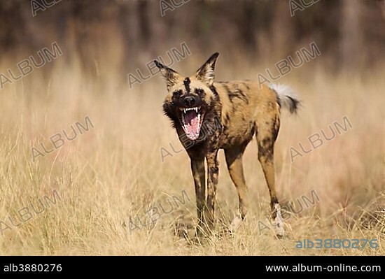 African Wild Dog (Lycaon pictus), yawning, endangered species, captive, Harnas Wildlife Foundation, Namibia, Africa.