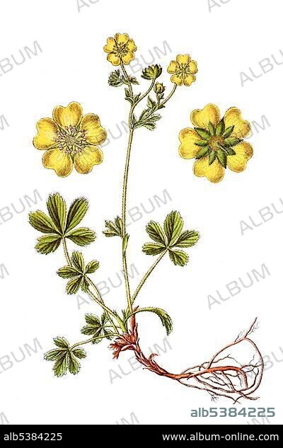 Dwarf yellow cinquefoil (Potentilla aurea), medicinal plant, historical chromolithography, around 1796.