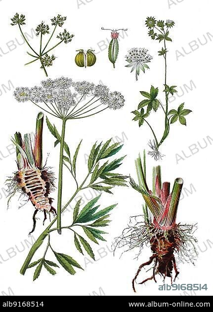 Water hemlock, Poison water hemlock or Rage, Cicuta virosa (left and below right), Great startholder, Astrantia major (above right), Historic, digitally restored reproduction of a 19th century original.