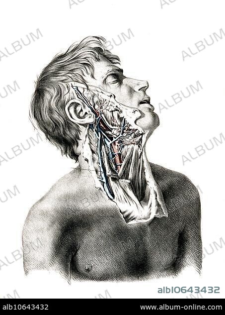 Medicine, human anatomy, the circulatory system, blood circulation: partial dissection of the neck, jaw and face of a man, with arteries, blood vessels and veins shown in red and blue. Coloured lithograph by J. Maclise, 1841, 1844, Historic, digitally restored reproduction from a 19th century original.