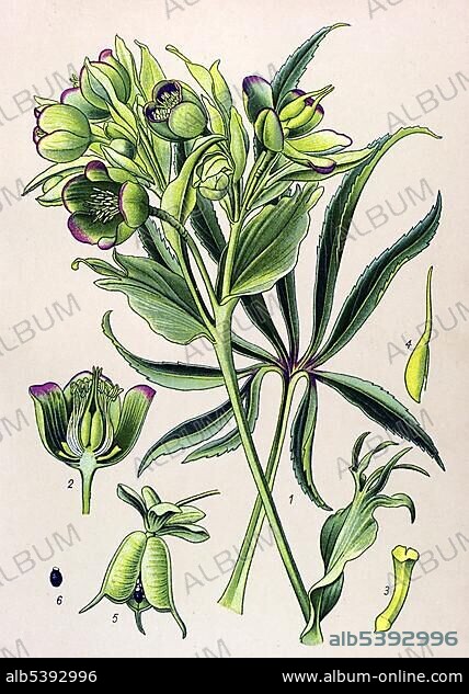 Historic illustration, Stinking Hellebore (Helleborus foetidus), poisonous plant.