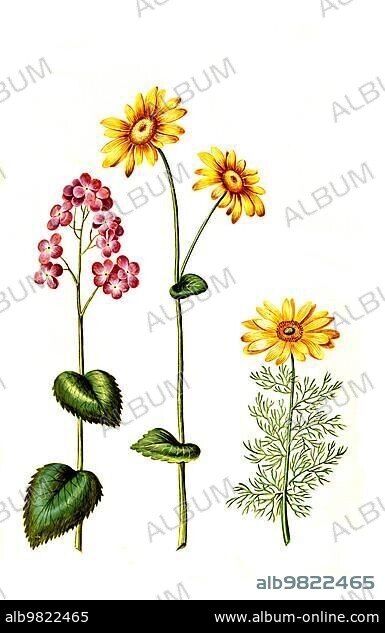 Annual honesty (Lunaria annua); Creeping chamise (Doronicum) pardalianches; also written Creeping chamise and chamise for short; Spring (Adonis) rose or the spring Adonis; Adonis vernalis; Historic; digitally restored reproduction from a 19th century original.