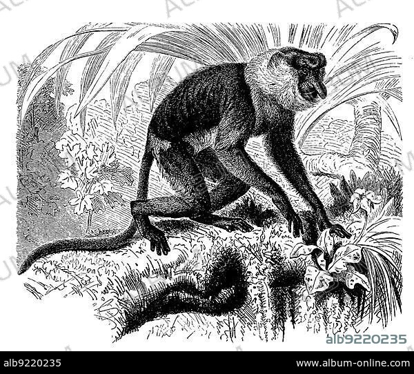 Proboscis monkey (Nasalis larvatus), a primate species from the group of slender monkeys from the family of guenon relatives, digitally restored reproduction of an original from the 19th century, exact original date not known.