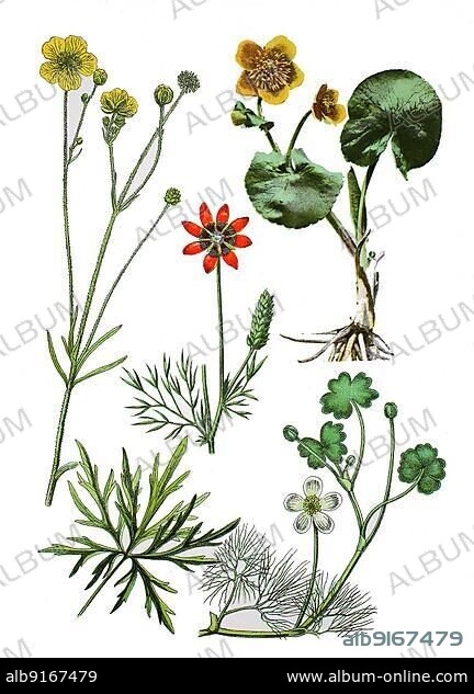 Ranunculus acris (left), Adonis aestivalis (centre), Caltha palustris (top right), Ranunculus aquatilis L (bottom right), Historic, digitally restored reproduction of a 19th century original.