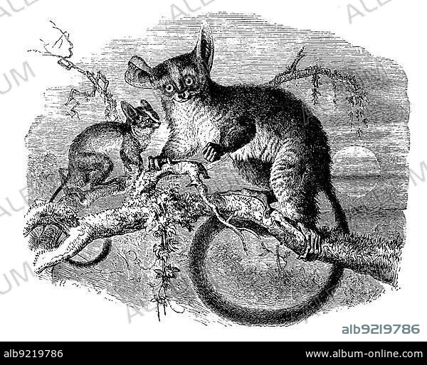 Galogo, Otolicnus galago, prosimian, digitally restored reproduction of a 19th century original, exact original date unknown.