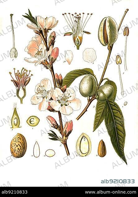 Medicinal plant, almond tree (Prunus dulcis) (Amygdalus communis), plant species of the genus Prunus in the rose family, Historical, digitally restored reproduction from a 19th century original.