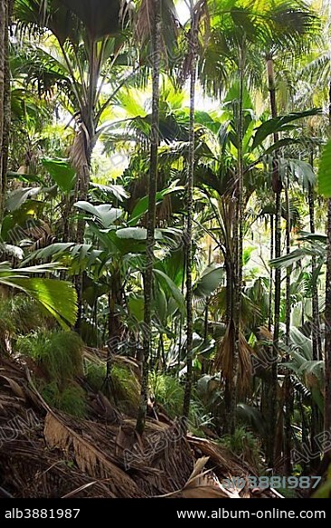 Maldive Coconut or Coco de Mer (Lodoicea maldivica), an endemic species of palm tree, Vallee de Mai, Praslin, Seychelles, Africa.