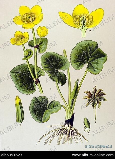 Historic illustration, Marsh Marigold (Caltha palustris), poisonous plant.